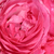 Różowy  - Róże miniaturowe - Moin Moin ®